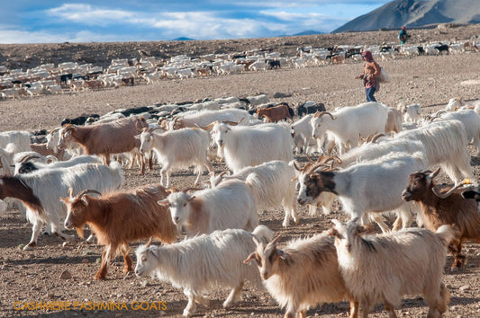 What is Cashmere or Pashmina ?